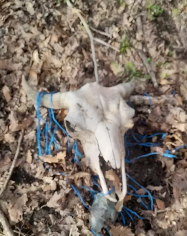 Masacrul de la ferma de bizoni din Cluj, pornit de un fost chestor de poliție Masacrul de la ferma de bizoni din Cluj, pornit de un fost chestor de poliție